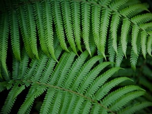 Ferns 2